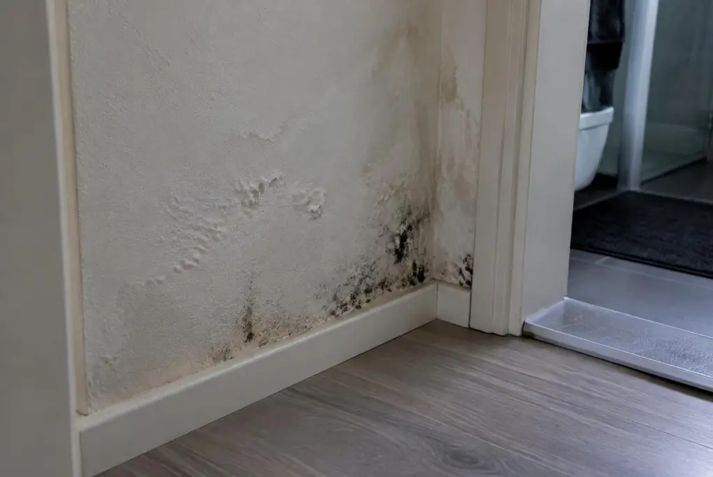 Lekdetectie Zwolle – vochtplek met schimmel op een muur